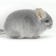 sapphire chinchilla photos photographs pictures royale iris images
